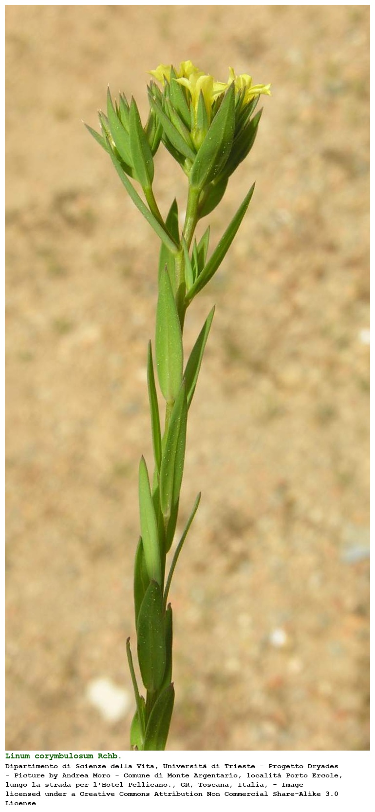Linum corymbulosum Rchb.